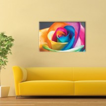 Colorful Rose